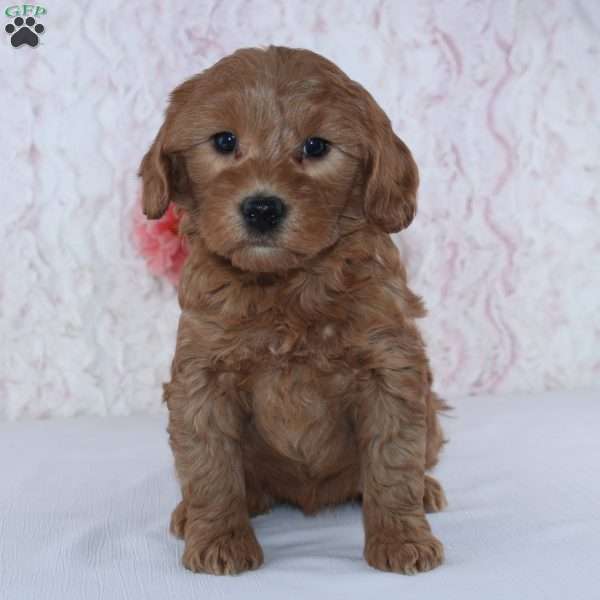 Christa, Mini Goldendoodle Puppy